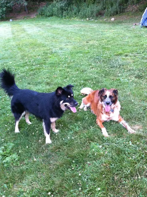 Featured image: TeamSnap’s Four-Legged Family
