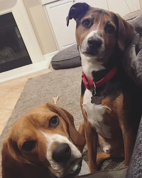 Featured image: Happy National Puppy Day from TeamSnap!