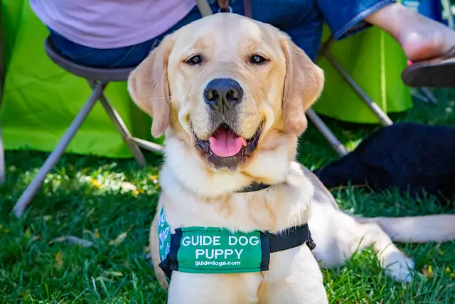 Featured image: TeamSnap and Guide Dogs for the Blind: Raising Puppy Heroes